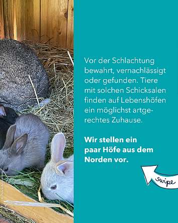 nahsh karussell 1350x1080 erleben lebenshoefe 02