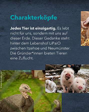 nahsh karussell 1350x1080 erleben lebenshoefe 04