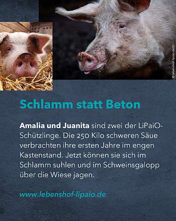 nahsh karussell 1350x1080 erleben lebenshoefe 05