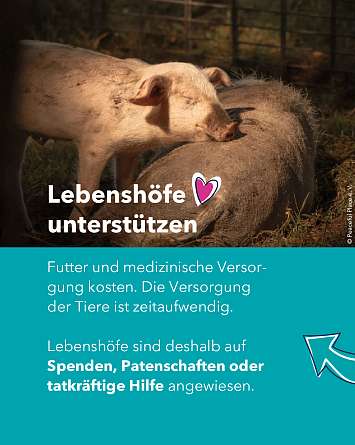 nahsh karussell 1350x1080 erleben lebenshoefe 07