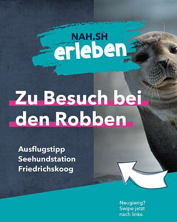 nahsh karussell 1350x1080 erleben seehundstation rz IG a