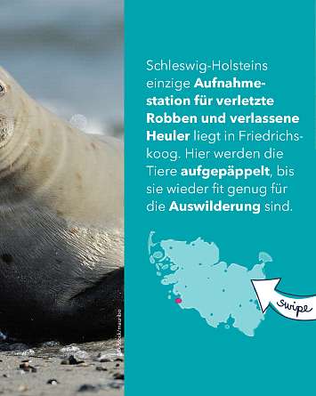 nahsh karussell 1350x1080 erleben seehundstation rz IG b