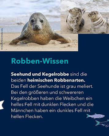 nahsh karussell 1350x1080 erleben seehundstation rz IG c