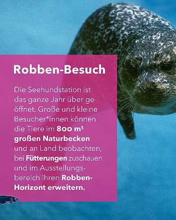 nahsh karussell 1350x1080 erleben seehundstation rz IG d