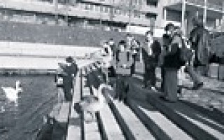 Looping-Eulen, Tuberkel-Hokkos und die große Ziegen-Rempelei 1