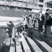 Looping-Eulen, Tuberkel-Hokkos und die große Ziegen-Rempelei 1