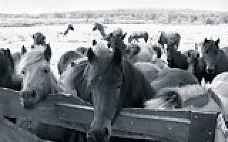 Die glorreichen Drei 2