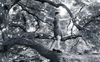 Unten Wasser, oben Bäume 2