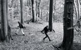 Urwald, Riesen und Trameten 1