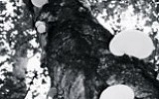 Urwald, Riesen und Trameten 2