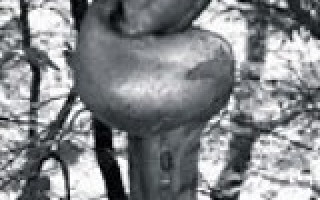 Urwald, Riesen und Trameten 3