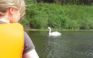 Den Schwänen so nah … 1