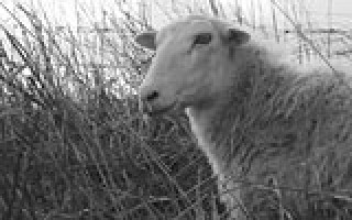 Den Schwänen so nah … 2