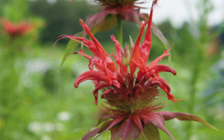 Von Blumenmädchen und Kräuterhexen 2