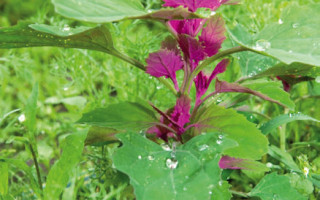 Von Blumenmädchen und Kräuterhexen 3