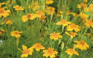 Von Blumenmädchen und Kräuterhexen 4