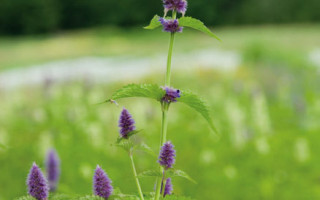 Von Blumenmädchen und Kräuterhexen 5