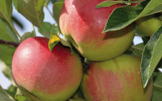 Am Anfang war der Apfelkuchen 1