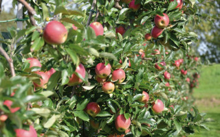 Am Anfang war der Apfelkuchen 3