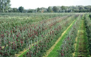 Am Anfang war der Apfelkuchen 4