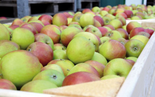 Am Anfang war der Apfelkuchen 5