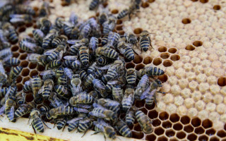 Auf dem Land, wo Honig fließt 2