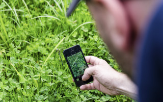 Vier Adleraugen und der Lotuskohlrabi 4