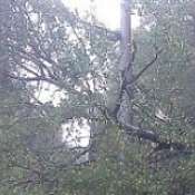 Viele verschiedene Bäume