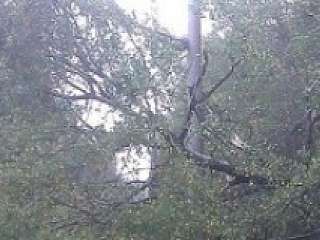 Viele verschiedene Bäume