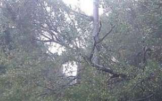 Viele verschiedene Bäume